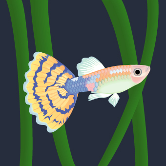 フリーカット 熱帯魚